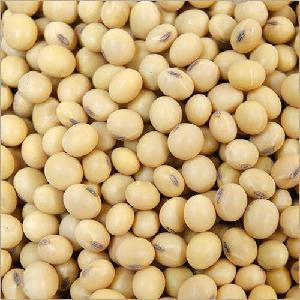 Non GMO Yellow Soybean Seeds