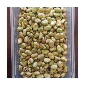  Faba  Beans