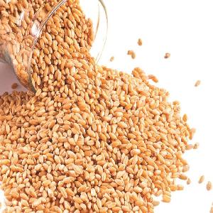 High Protein Premium Soft Milling Wheat