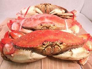  Dungeness   Crab 