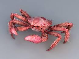 Red  King   Crab 