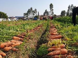 Wholesale Fresh Carrot for Sale
