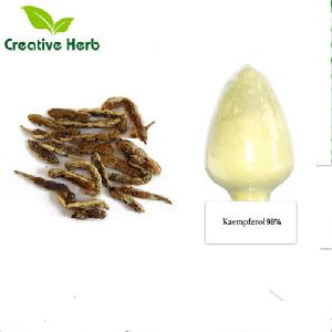 Factory supply sophora Japonica extract Kaempferol 30%,90%,98% powder Kaempferol 98% CAS NO.520-18-3