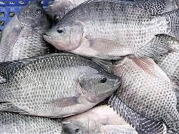 best selling products whole frozen tilapia and Seafood