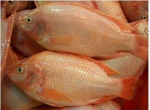 Frozen Wholesale Red Tilapia from Thailand Seafood exporter