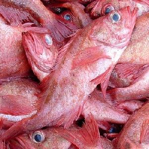 frozen seafood atlantic red fish