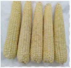 Xinzhou Frozen Yellow/White Sweet Waxy Corn
