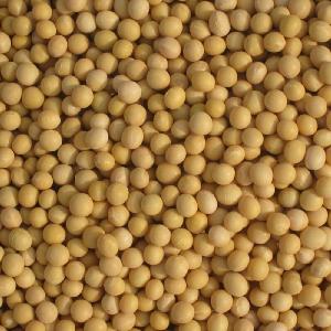 New crop GMO Soyabean/Soybean for Sale
