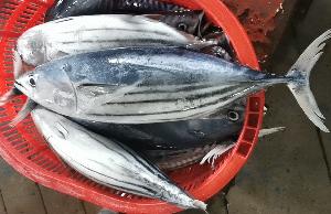 frozen skipjack tuna