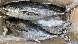 Frozen tongol tuna