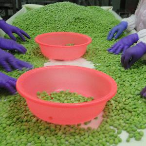 bulk green cheap soybean kernel wholesale
