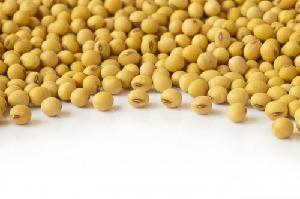 SBDM Soybean With High Quality