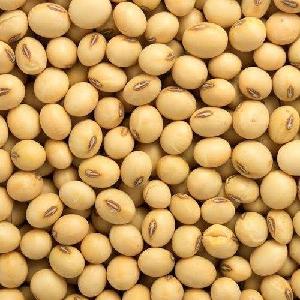 Premium Non GMO Soybeans and Soya Beans