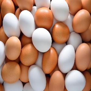 Best Fresh Chicken Table Farm Eggs Ready Market. White Shell, Brown Shell