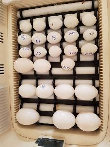Fresh Eggs for Hatching