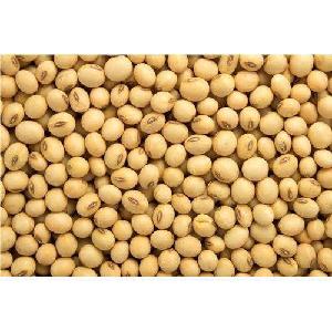 Indian Soybean