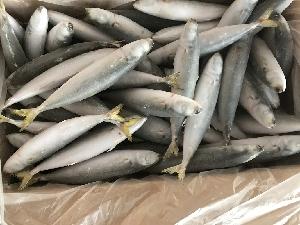 Frozen round scad
