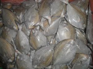 Frozen black pomfret