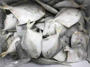 Frozen Silvery pomfret
