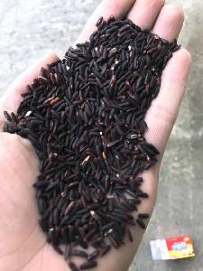 100% Pure Rice Organic Soft Texture Herbal Purple Rice Origin In Vietnam