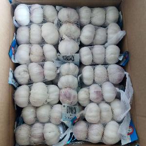 Factory professional  fresh   purple   garlic   garlic  wholesale price