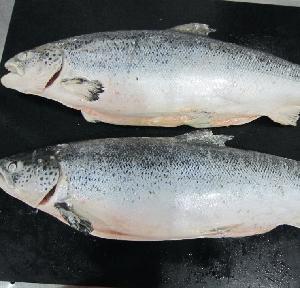 fresh frozen seafood like squids,mackerels, sardines, sauries, ribbon fishes, bonitos, aquatic prod