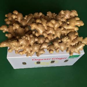 Fresh Organic Ginger For Sale