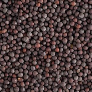 Highest Grade Organic Black Mustard Seeds For Sale