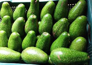 Fresh  avocado /Fuerte  Avocado  Exported from Vietnam