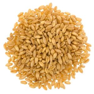 Russian soft milling wheat