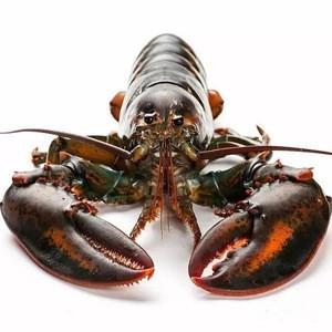 Fresh Alive Lobster - Live Lobster - Fresh Lobster
