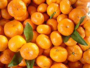10 FRESH Mediterranean Mandarin / Willowleaf Mandarin / Citrus×Deliciosa Seeds