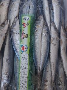 DRIED SCAD  FISH / DRIED  FISH 
