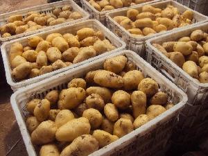  Fresh  potato