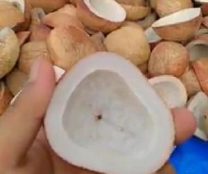 Organic Dried Coconut Copra