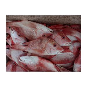 Fresh Frozen Red Snapper Emperor Fish