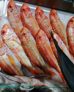 Buy 4 Inches To 18 Inches Arowana Fishes And Seafoods Available