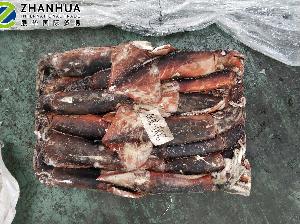  Frozen   Giant   Squid 