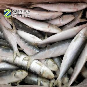 Frozen Sardine (Sardinops Spp)