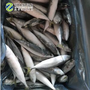 Frozen Pacific Mackerel (Scomber Japonicus)