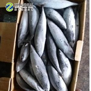 Frozen Fish Bonito Tuna (Euthynnus Affinis)