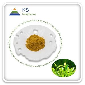  Green   Tea  Extract Powder 45% EGCG