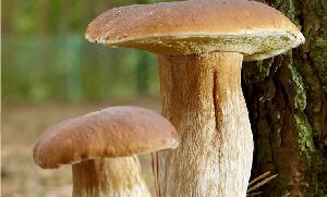 Boletus
