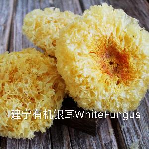 tremella