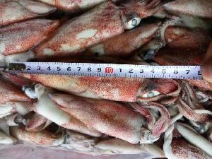 Frozen Seafood  Loligo   Chinensis 
