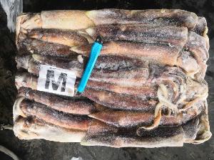 Frozen Squid BBQ illex Squid Whole Round