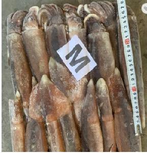 200-300g Seafrozen Jigger 100% N.W. Illex argentinus Illex Squid