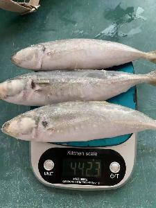 Frozen round scad saba mackerel 8/10