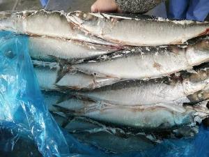400-600g seafrozen pacific mackerel for marke