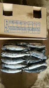 Bonito tuna for market or canning